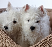 ЩЕНКИ ВЕСТ  ХАЙЛЕНД УАЙТ  ТЕРЬЕР  /West Highland White Terrier / щенок