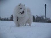 Самые лучшие щенки самоеда