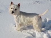 Вязка Вест Хайленд Уайт Терьер / West Highland White Terrier / Вестик.