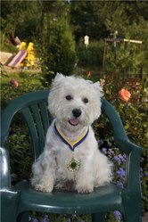 Вязка,  Вест Хайленд Вайт Терьер (west highland white terrier) кобель