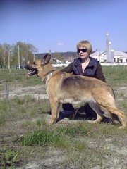 щенки подрощенные немецкой овчарки, Киев