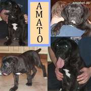 AMATO